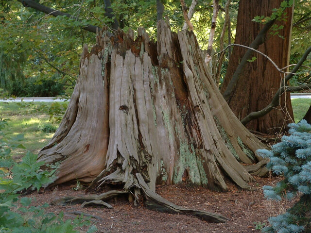 Stanley Park 15th view